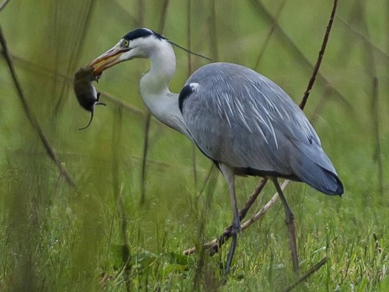 Il pasto dell''Airone cenerino (Ardea cinerea)